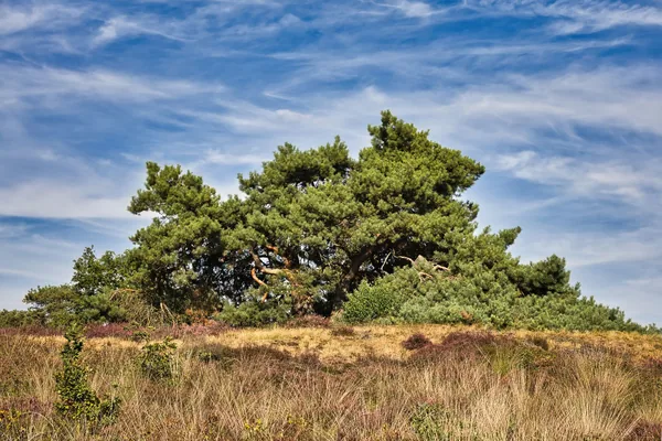 Landes